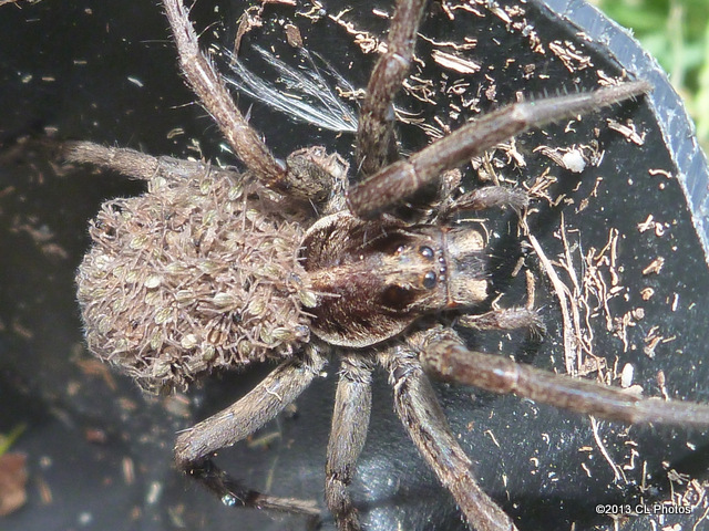 Wolf spider  WITH BABIES