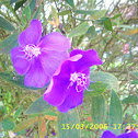 Tibouchina