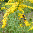 goldenrod