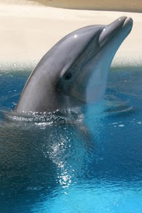 Penguin and Dolphin Wallpaper Screenshots 2