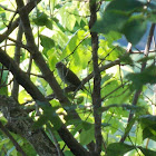 Red-Eyed Vireo