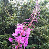 Rosebay willowherb