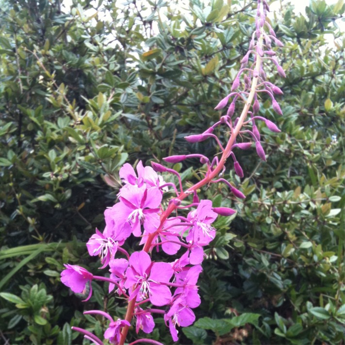 Rosebay willowherb