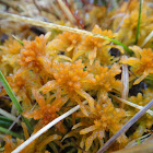 Sphagnum contortum