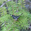 Eight-spotted forester moth