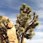 Joshua Tree