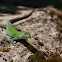 Sicilian wall lizard (concolor)