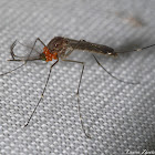 Male Mosquito with Mites