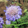Pincushion flower 