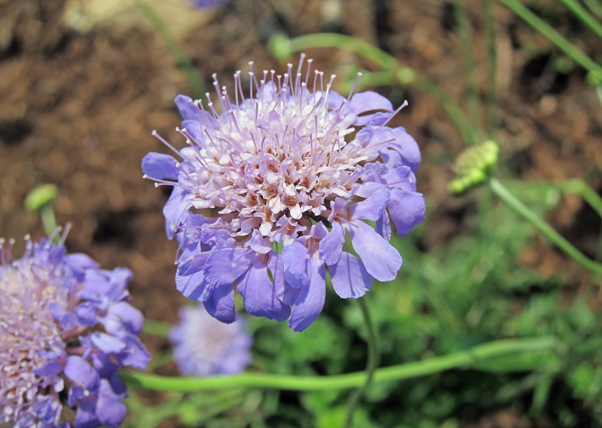 Pincushion flower 