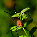 Daddy Longleg Spider(Pholcus phalangioides)