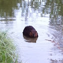 Beaver