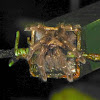 Costa Rican Orangemouth Tarantula (male)