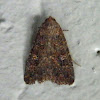 Noctuid Moth - Hypoperigea moth