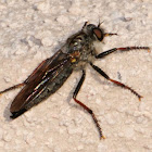 Robber fly; Mosca asesina