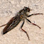 Robber fly; Mosca asesina