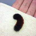 Wooly Caterpillar