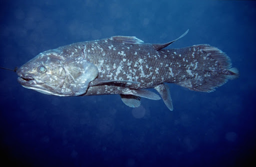 West Indian Ocean Coelacanth — Google Arts & Culture