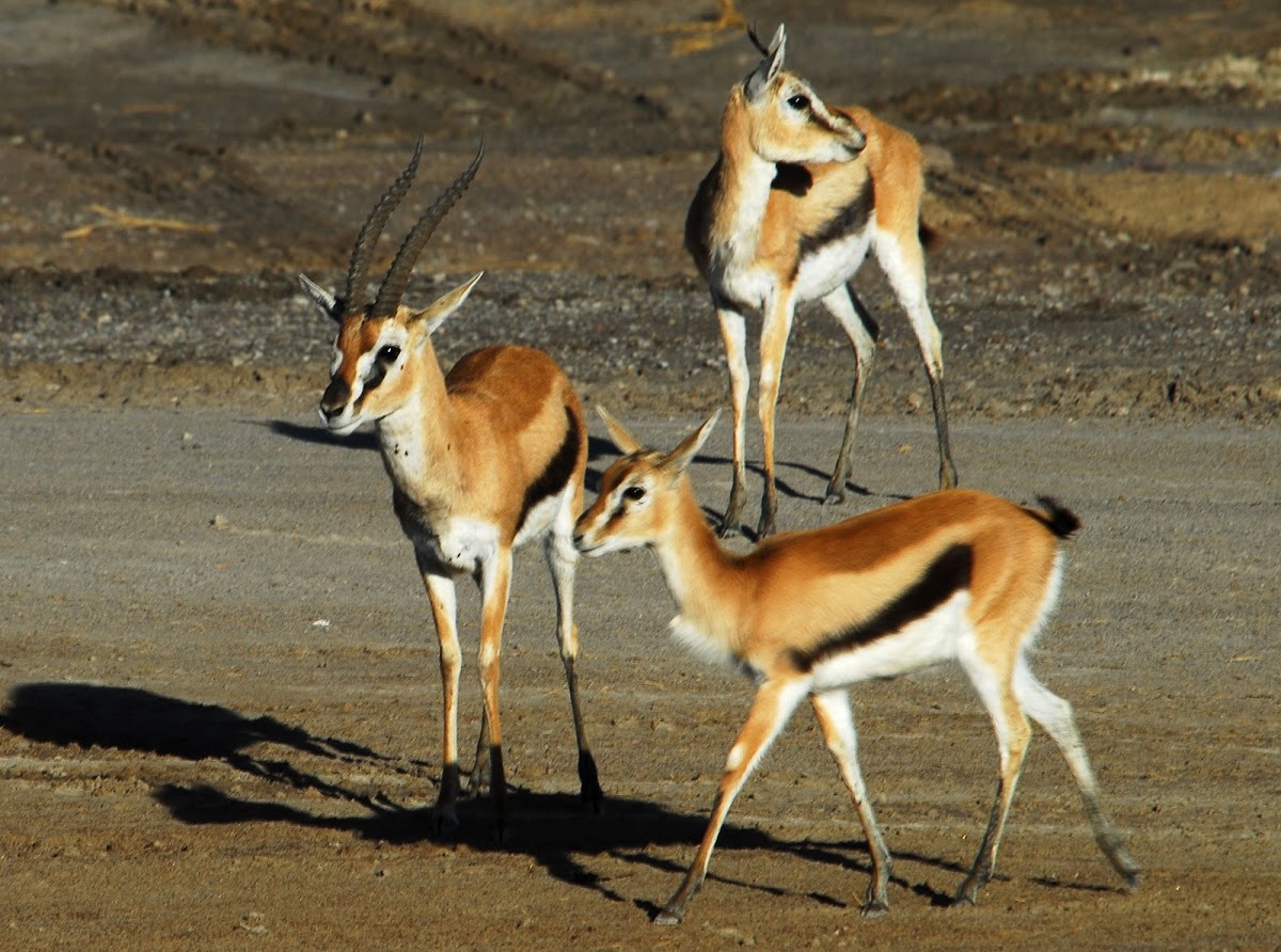 Thomson's Gazelle; in Swahili - Swala tomi, Lala