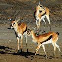 Thomson's Gazelle; in Swahili - Swala tomi, Lala