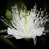 Caper Flower