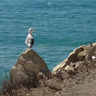 Western Gull