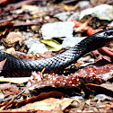 Red Belly Black Snake
