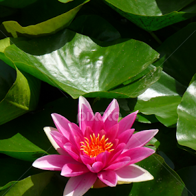 waterlitly by Kirsten Gamby - Flowers Single Flower