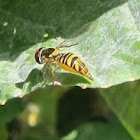 Common Oblique Hover Fly