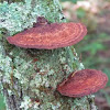 Tree Fungi