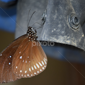 Butterfly by L 's - Animals Other