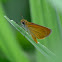 Trailside Skipper