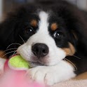 Dog Clicker logo