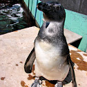 African Penguin