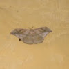 Moth - Mariposa