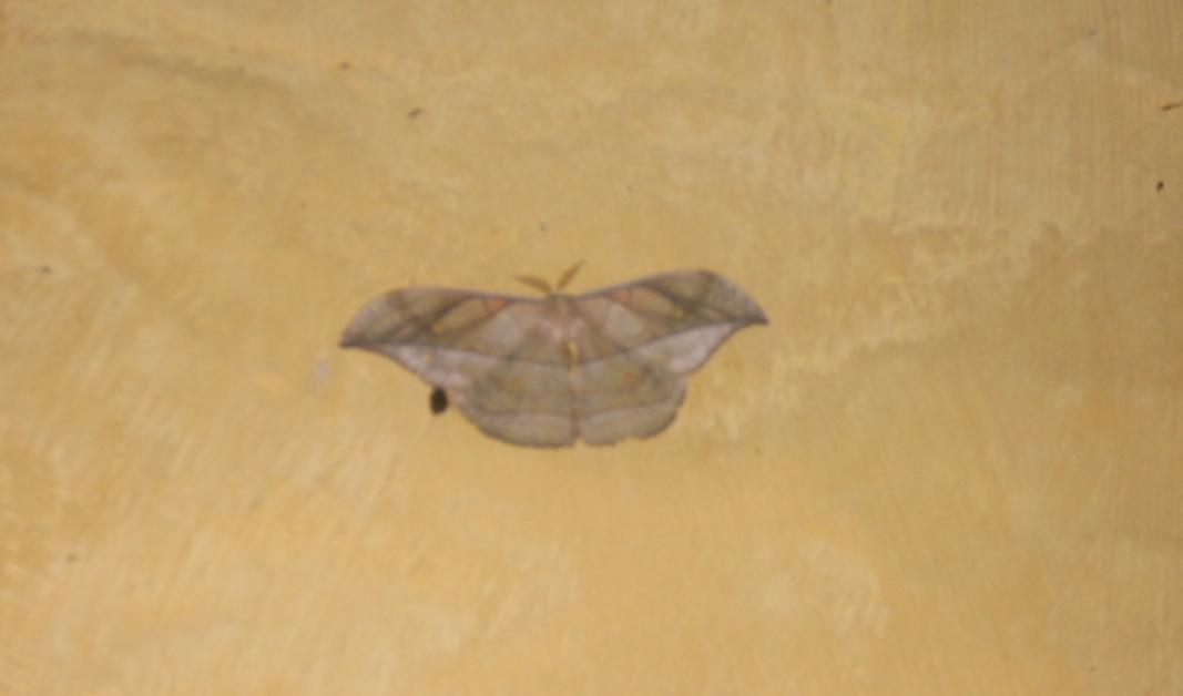Moth - Mariposa