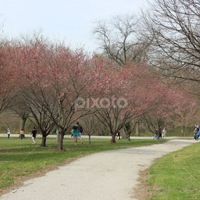 Rows of Cherry Blossoms  by Eileen MacWilliams Kirsch - City,  Street & Park City Parks