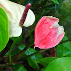 Anthurium