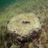 Loggerhead Sponge