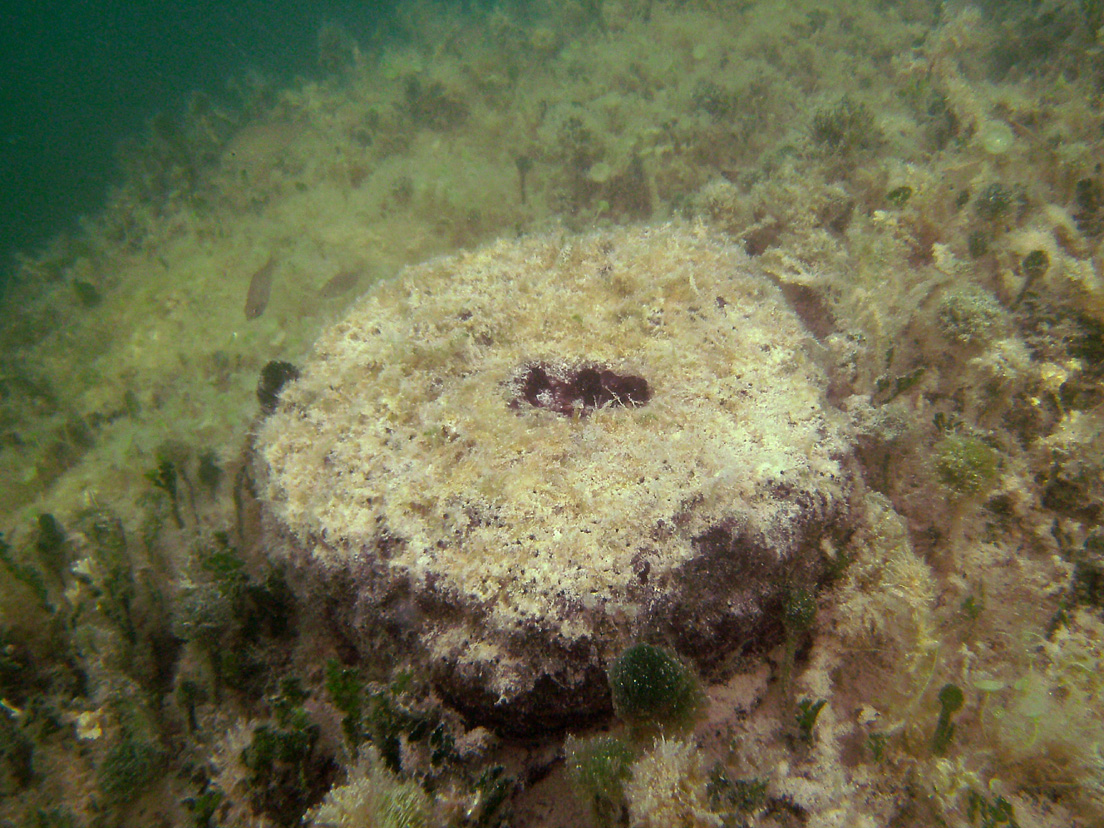 Loggerhead Sponge