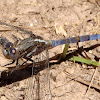 Dragonfly. Libélula azul