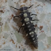Six-Spotted Zigzag Ladybird Larva
