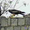 Black Kite (Pariah Kite)