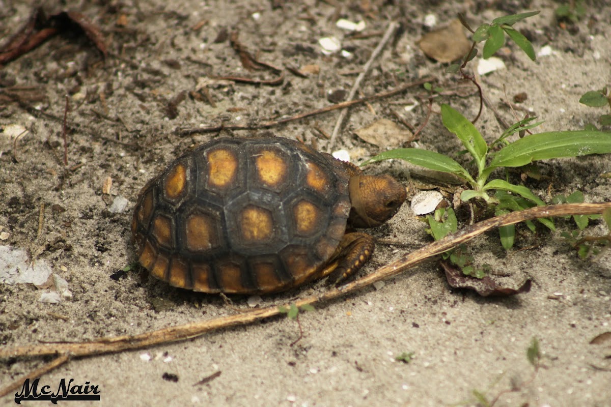 Gopher Tortoise (young)