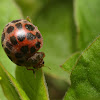 Twenty eight spot ladybird