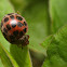 Twenty eight spot ladybird