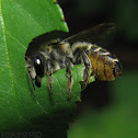 Leafcutter Bee Nesting