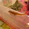 smooth newt