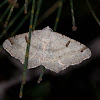 Dissomorphia Moth (male)