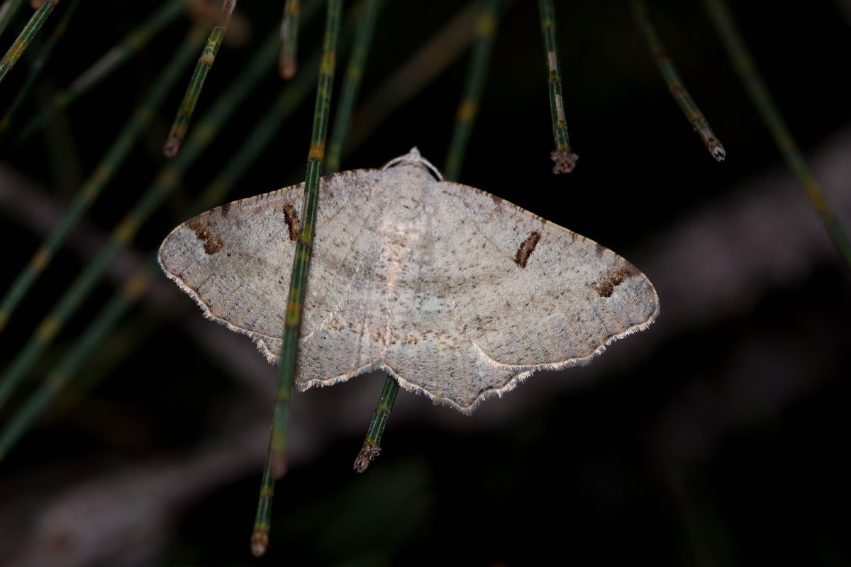 Dissomorphia Moth (male)